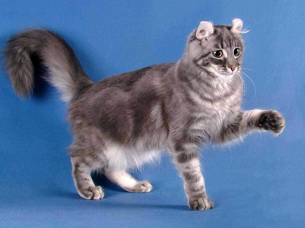 American Curl, fluffy gray cat, curled ears, SD Desktop Wallpaper
