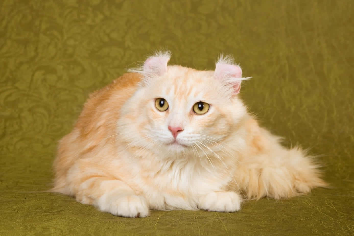 American Curl, cream-colored, folded ears, HD Desktop Wallpaper