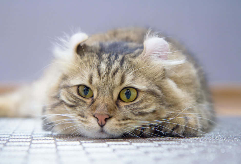 American Curl, fluffy tabby cat, striking green eyes, SD Desktop Wallpaper
