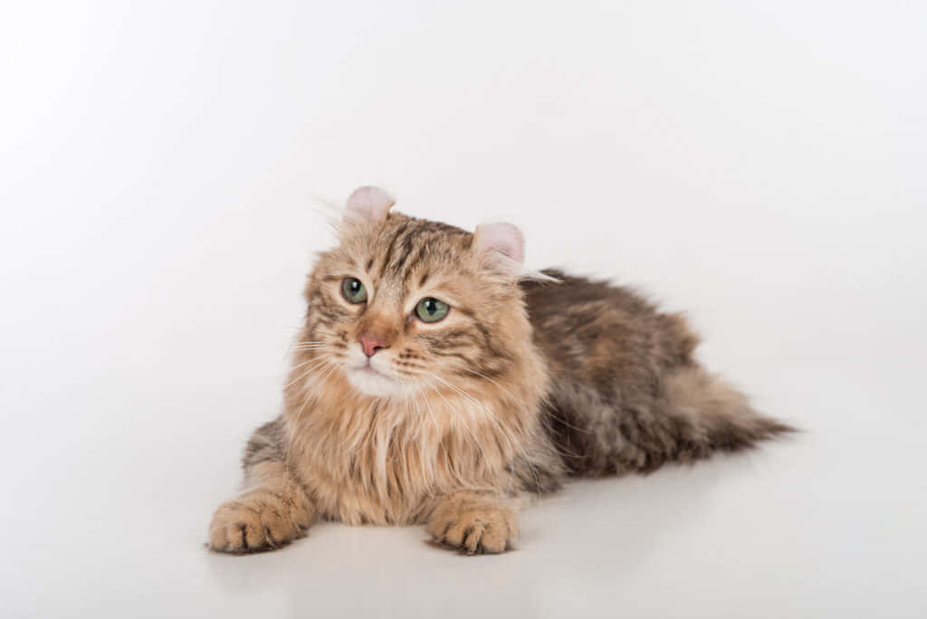 American Curl, fluffy tabby cat, green eyes, SD Desktop Wallpaper