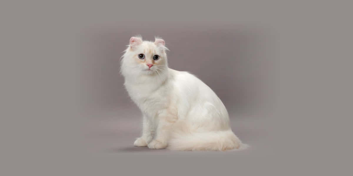American Curl, fluffy white cat, large expressive eyes, SD Desktop Wallpaper
