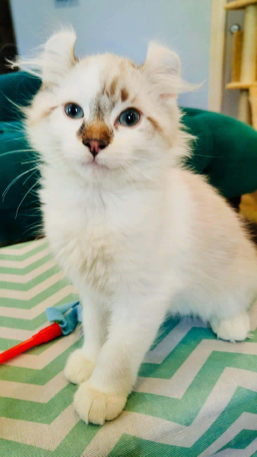 American Curl, fluffy white kitten, curled ears, HD Phone Wallpaper