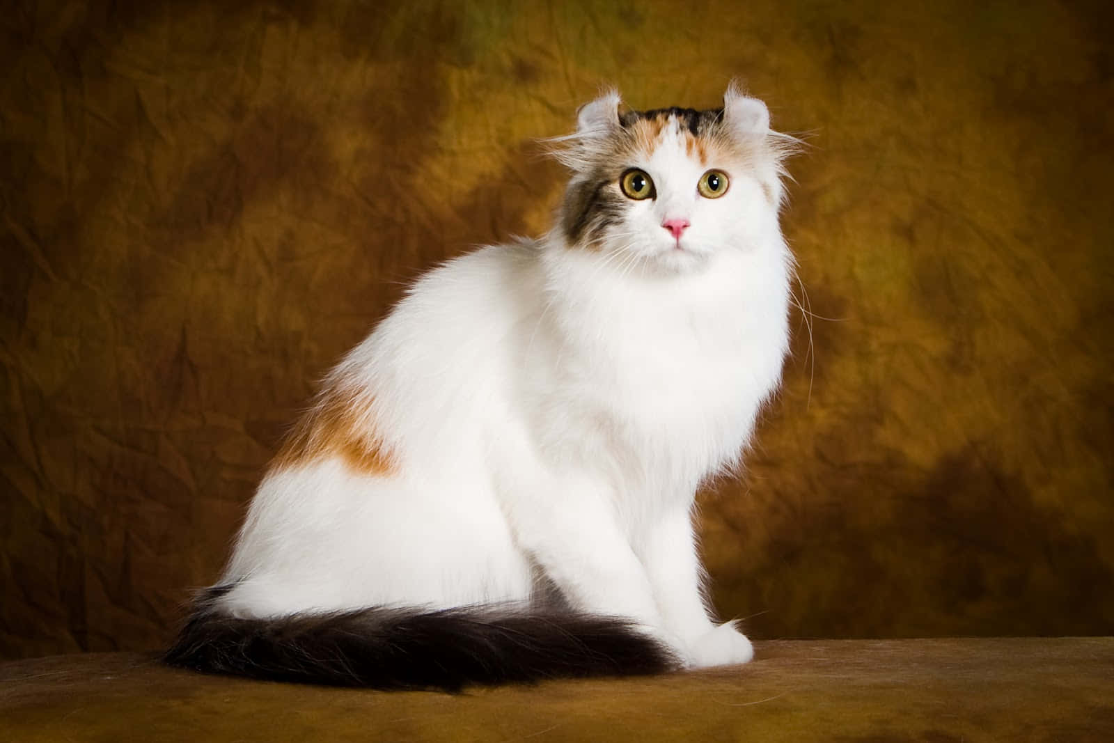 American Curl, calico cat, curled ears, HD Desktop Wallpaper