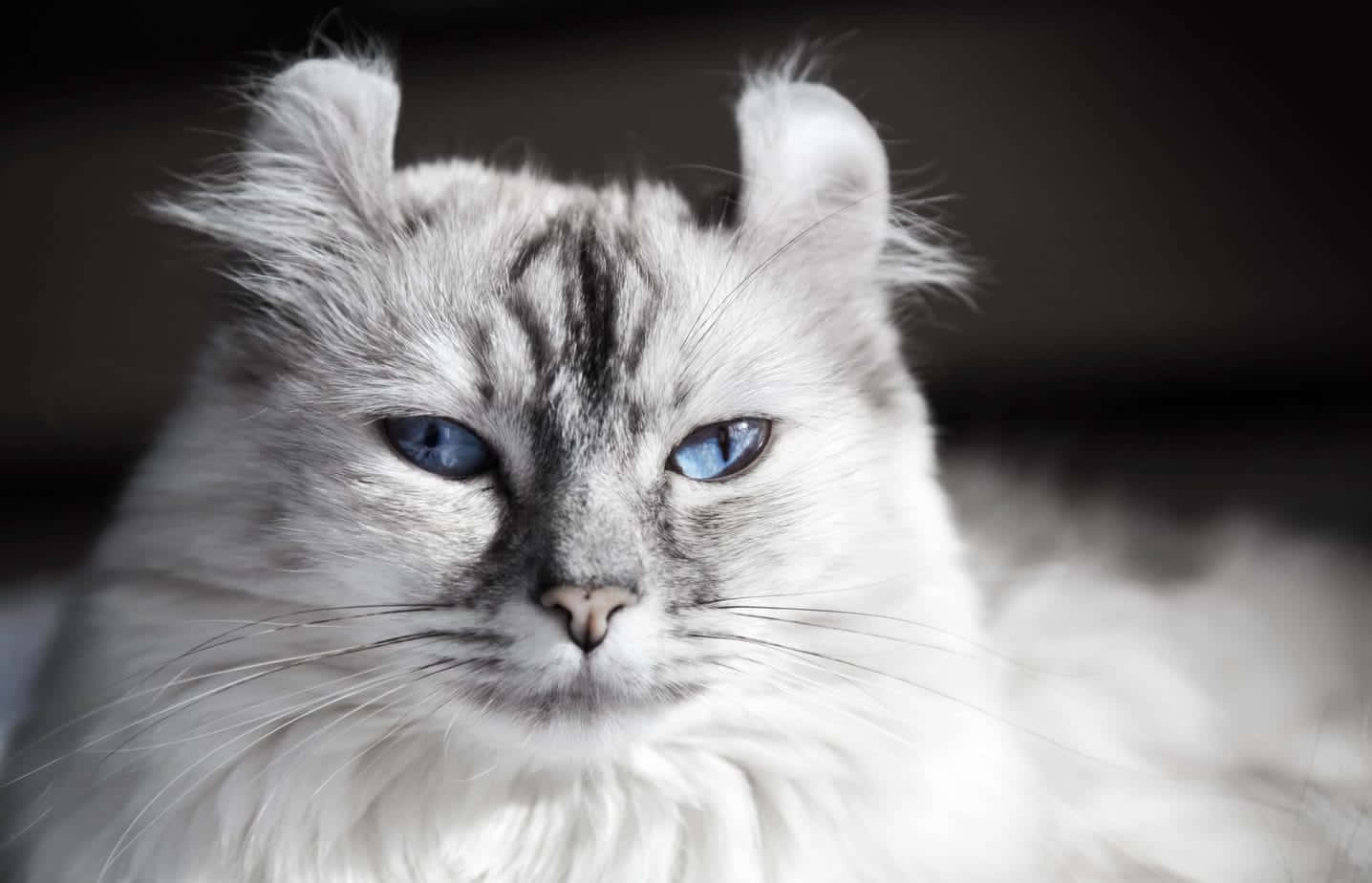 American Curl, fluffy white cat, striking blue eyes, HD Desktop Wallpaper