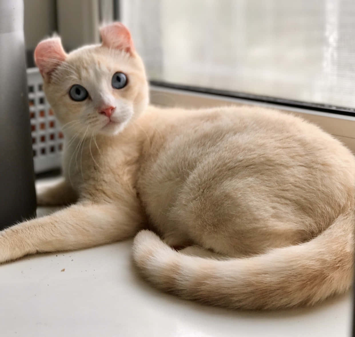 American Curl, cream-colored, blue eyes, SD Desktop Wallpaper