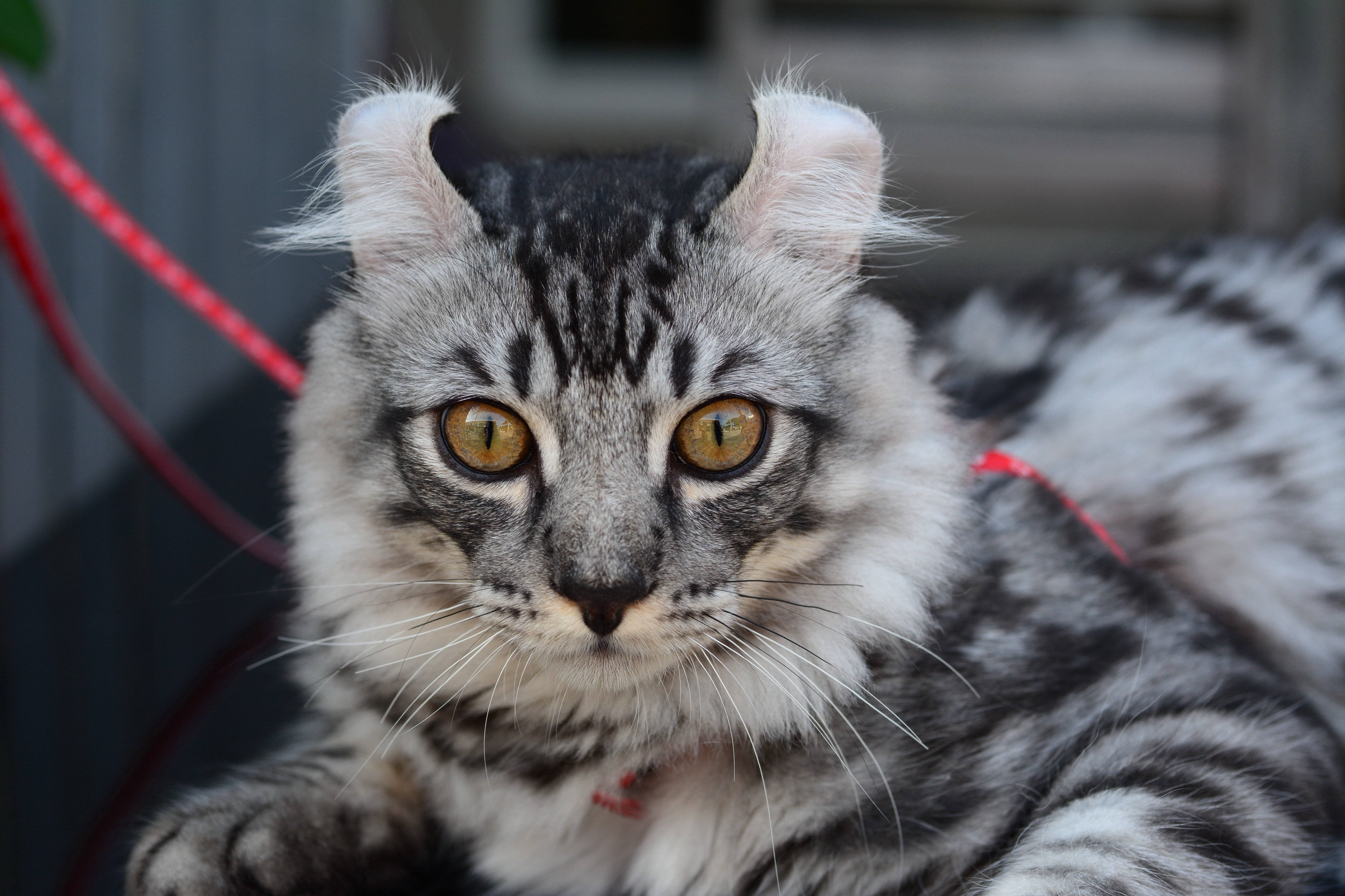 American Curl, fluffy gray tabby cat, amber eyes, 5K Desktop Wallpaper