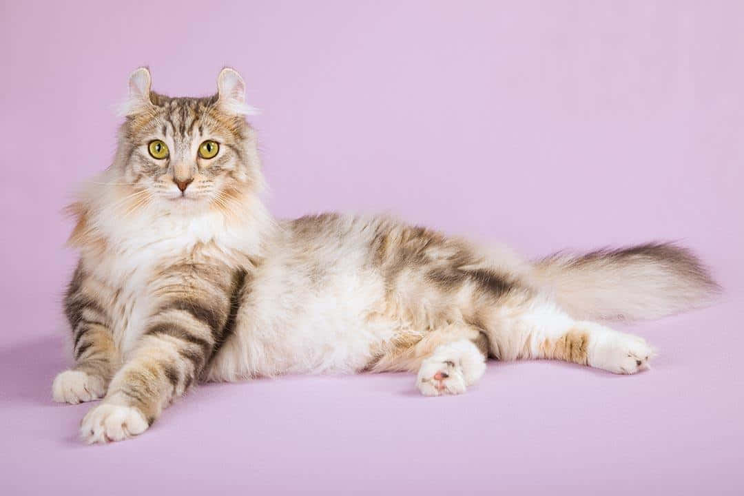 American Curl, fluffy tabby cat, striking green eyes, SD Desktop Wallpaper