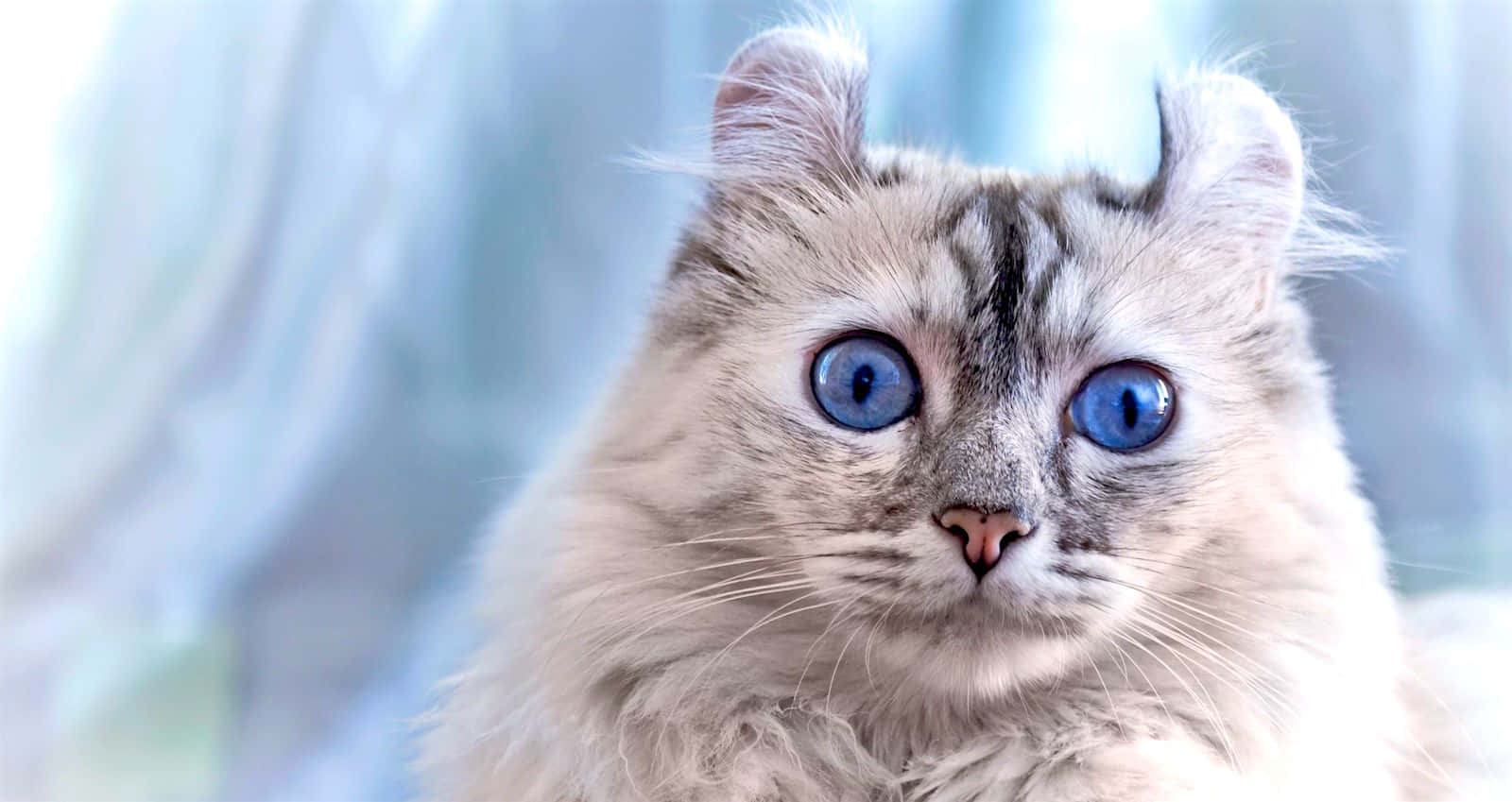 American Curl, fluffy cat, striking blue eyes, HD Desktop Wallpaper