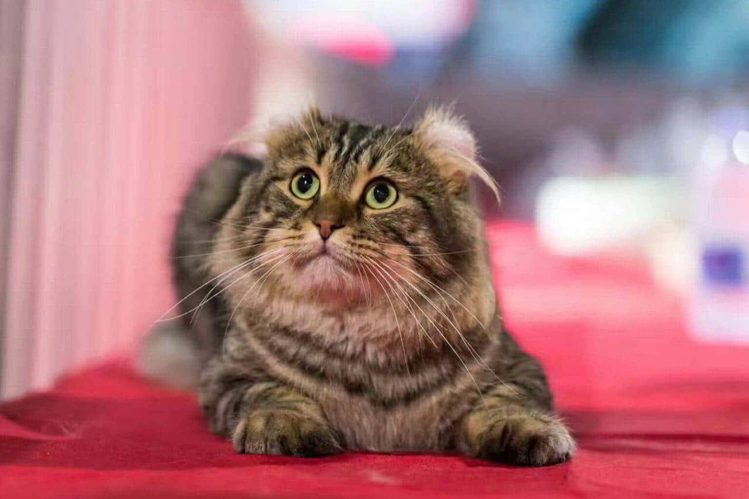 American Curl, fluffy tabby cat, striking green eyes, HD Desktop Wallpaper