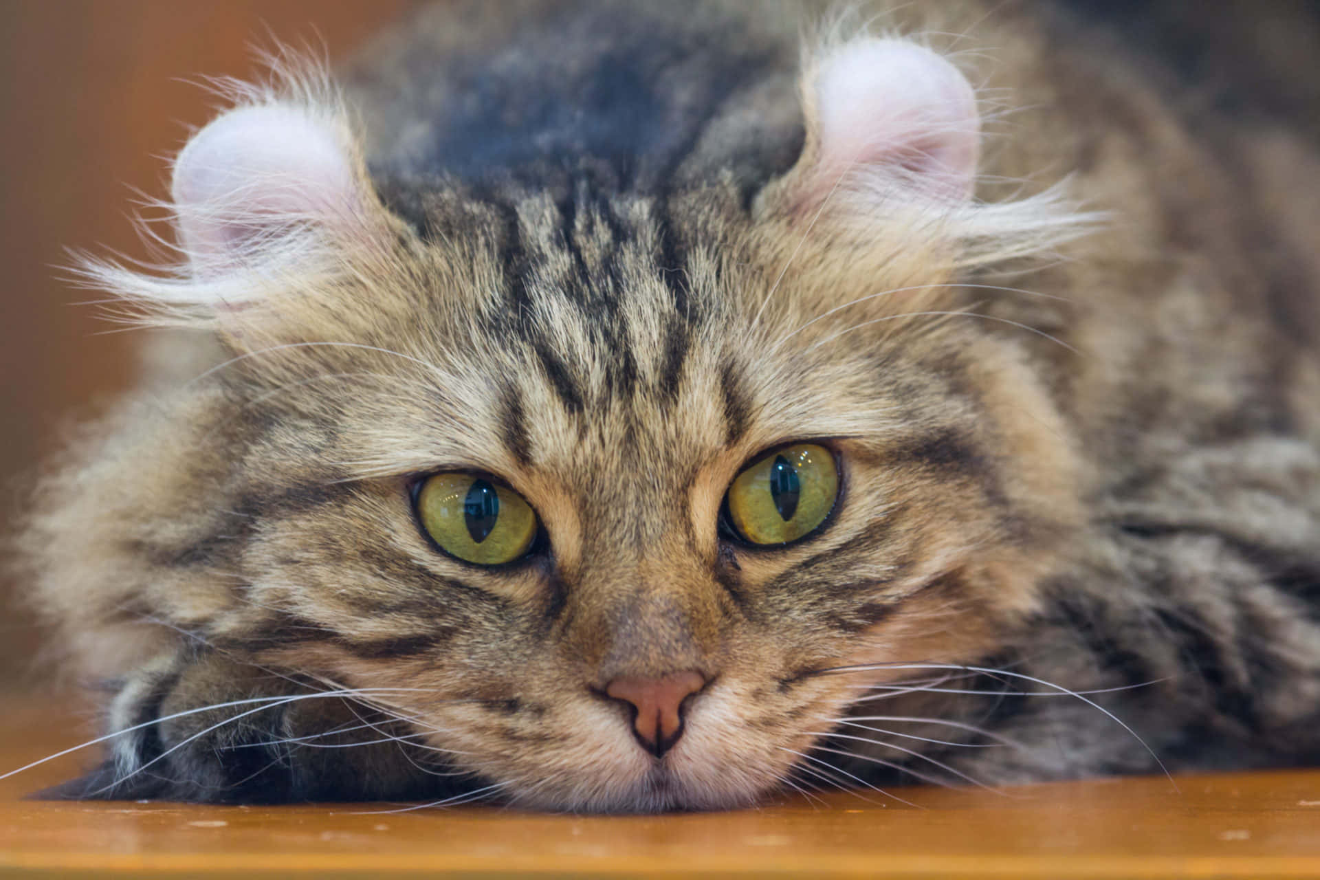 American Curl, fluffy tabby cat, striking green eyes, Full HD Desktop Wallpaper
