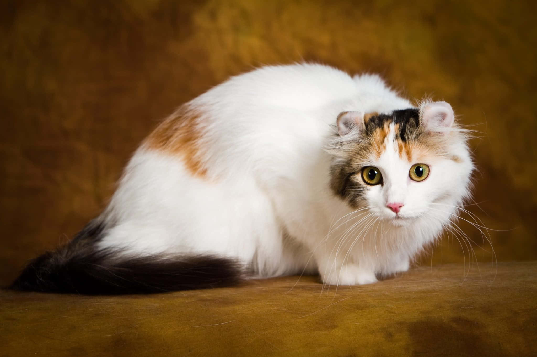 American Curl, calico cat, yellow eyes, Full HD Desktop Wallpaper