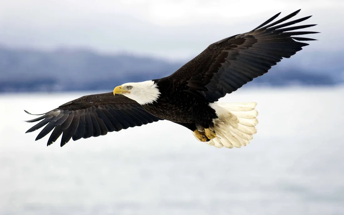 American Eagle Wallpapers