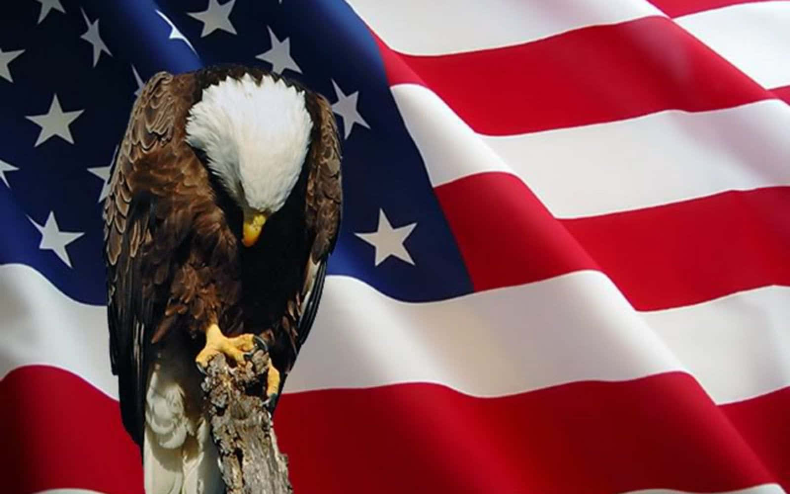 American Eagle, bald eagle, weathered branch, HD Desktop Wallpaper