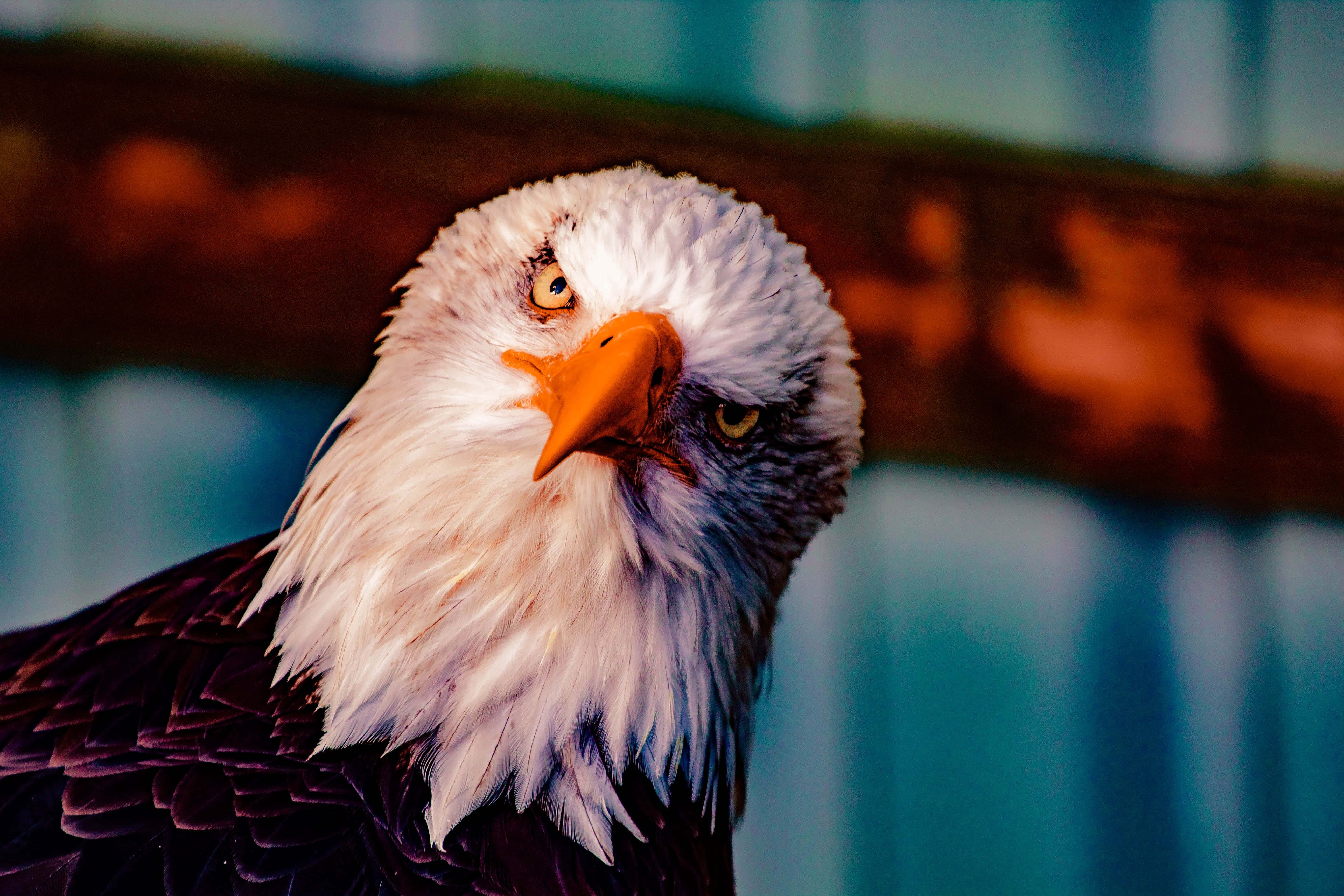 American Eagle, bald eagle, yellow eyes, 5K Desktop Wallpaper