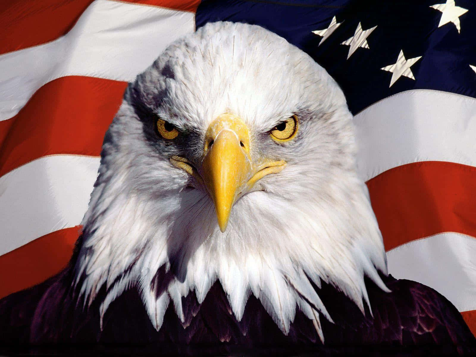 American Eagle, bald eagle, piercing yellow eyes, HD Desktop Wallpaper