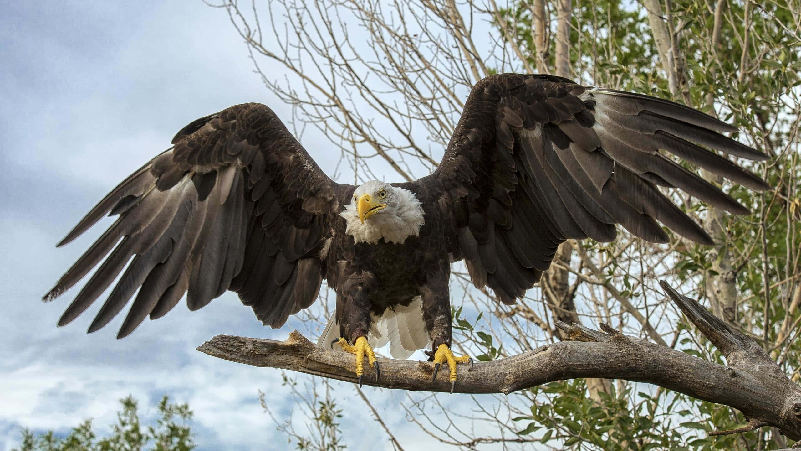 American Eagle, bald eagle, weathered tree branch, 2K Desktop Wallpaper
