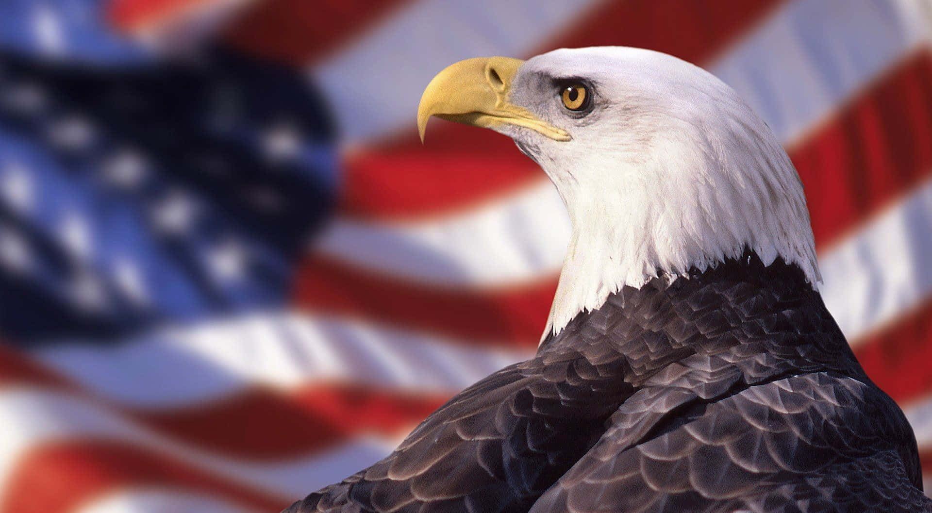 bald eagle, American flag, sharp yellow beak, Full HD Desktop Wallpaper