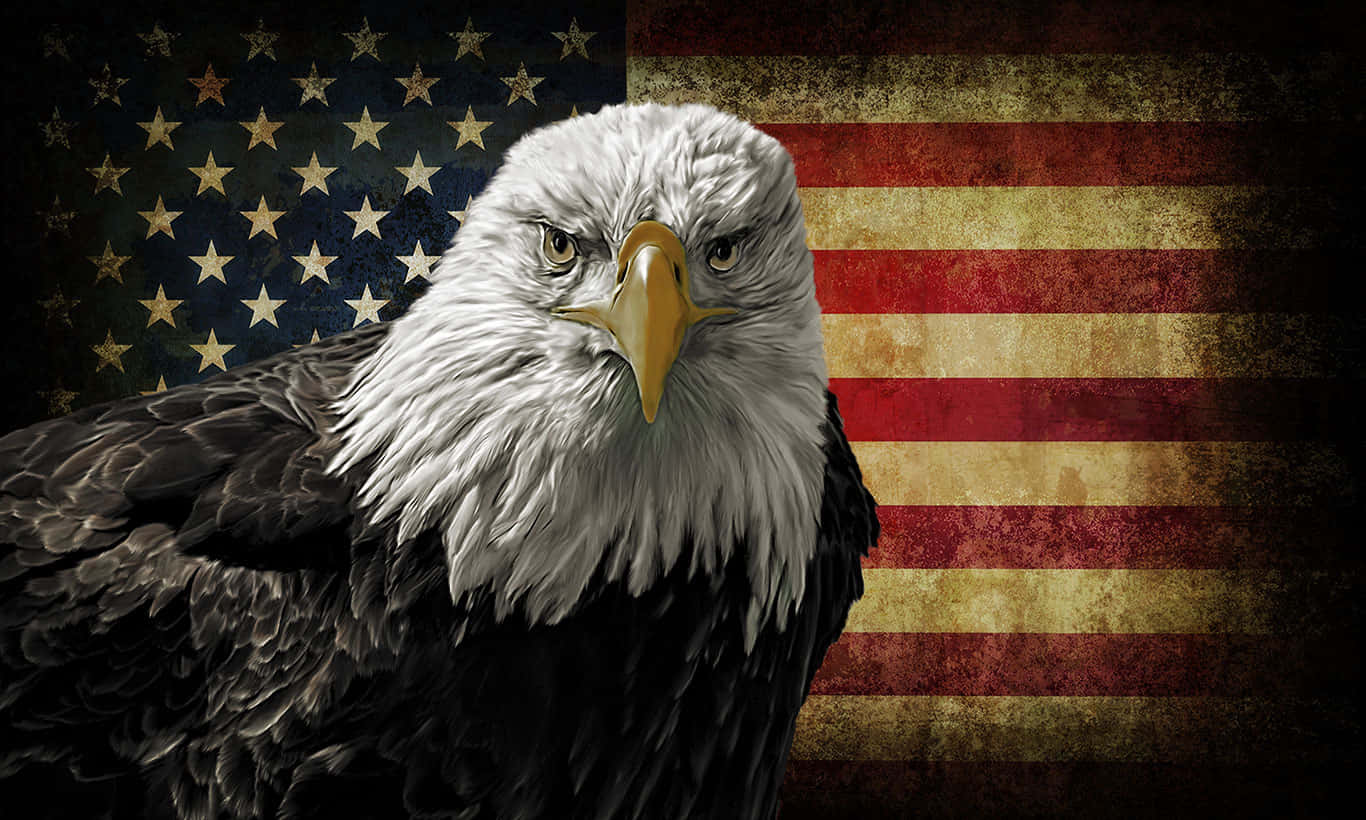 bald eagle, American flag, piercing eyes, HD Desktop Wallpaper