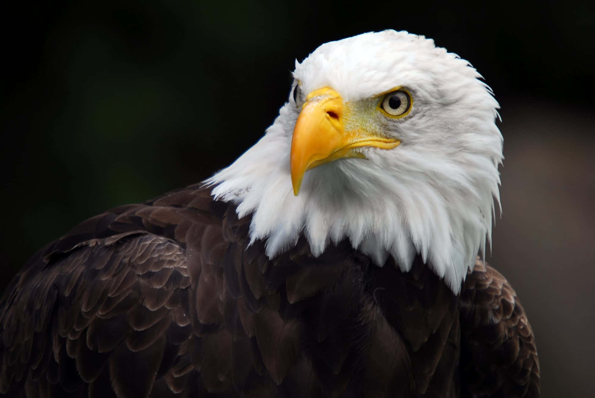 American Eagle, bald eagle, white head feathers, Full HD Desktop Wallpaper