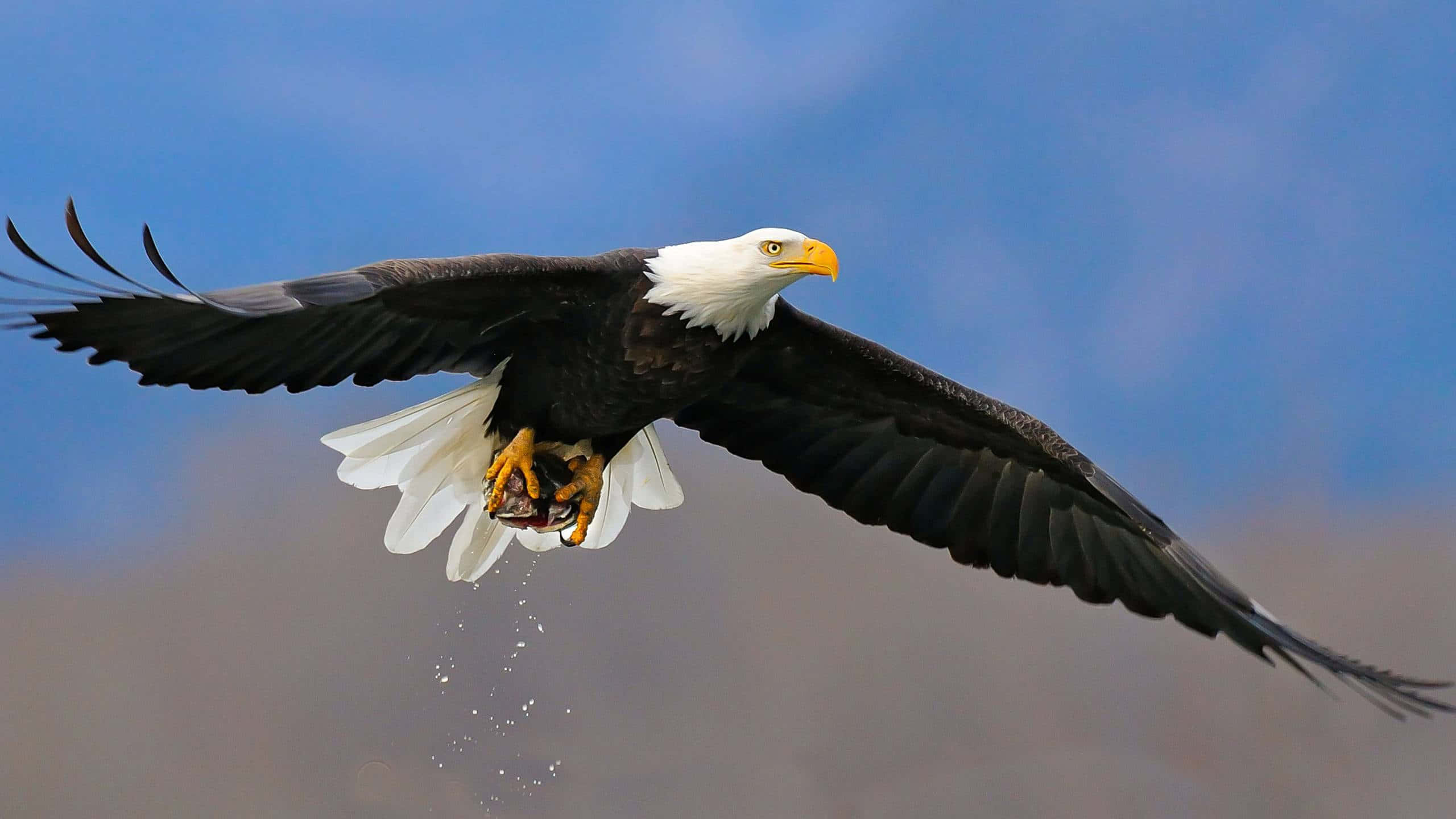 bald eagle, clear blue sky, fish in talons, 2K Desktop Wallpaper