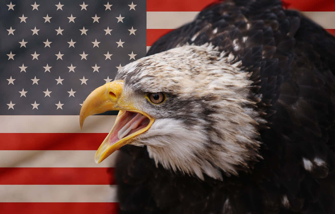 bald eagle, American flag, open beak, HD Desktop Wallpaper