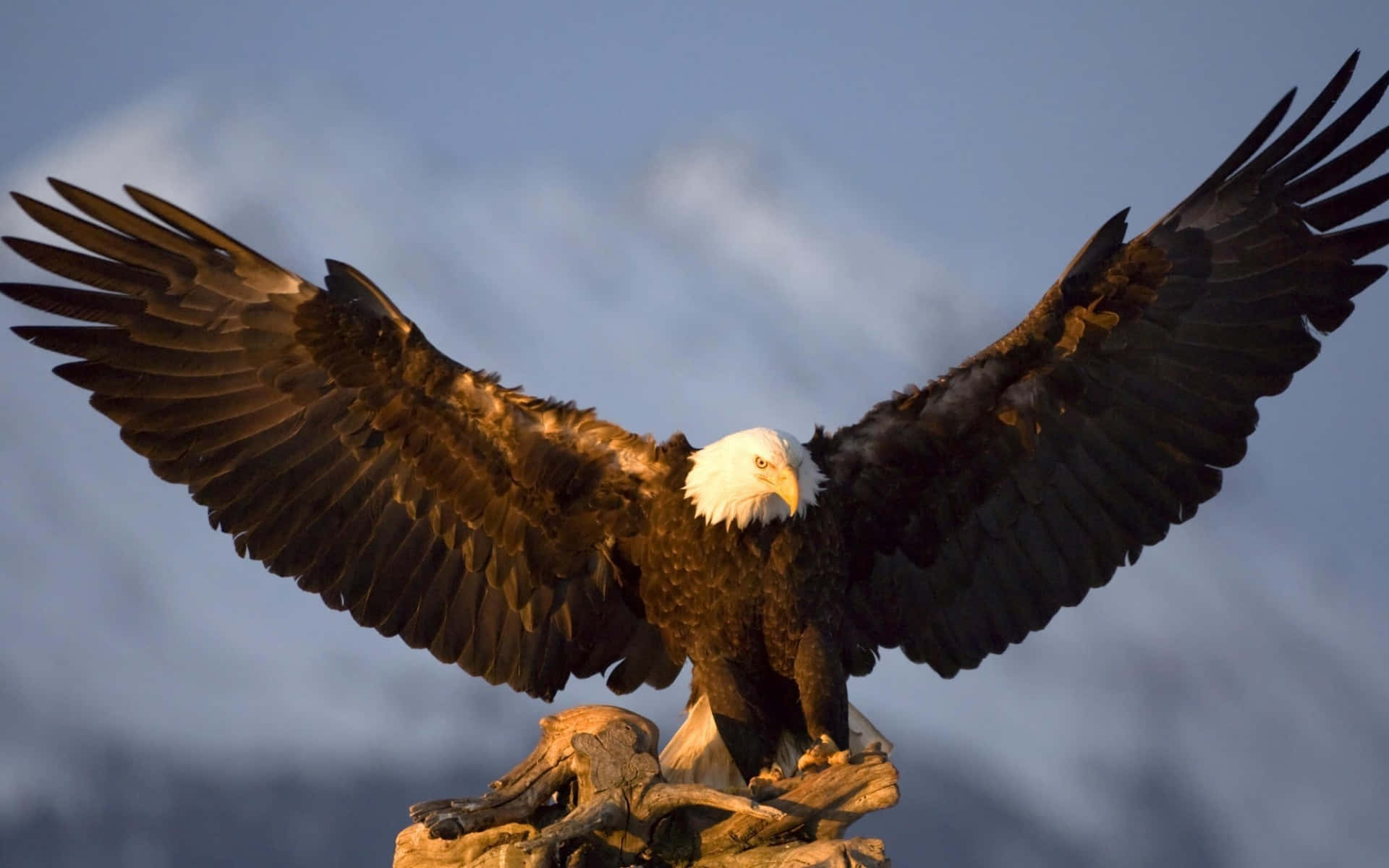 American Eagle, bald eagle, weathered tree stump, Full HD Desktop Wallpaper