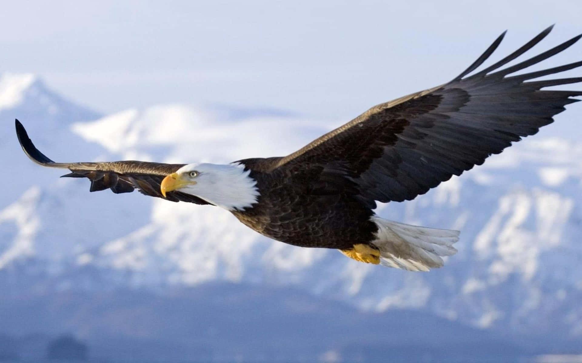 American Eagle, bald eagle, snow-capped mountains, Full HD Desktop Wallpaper