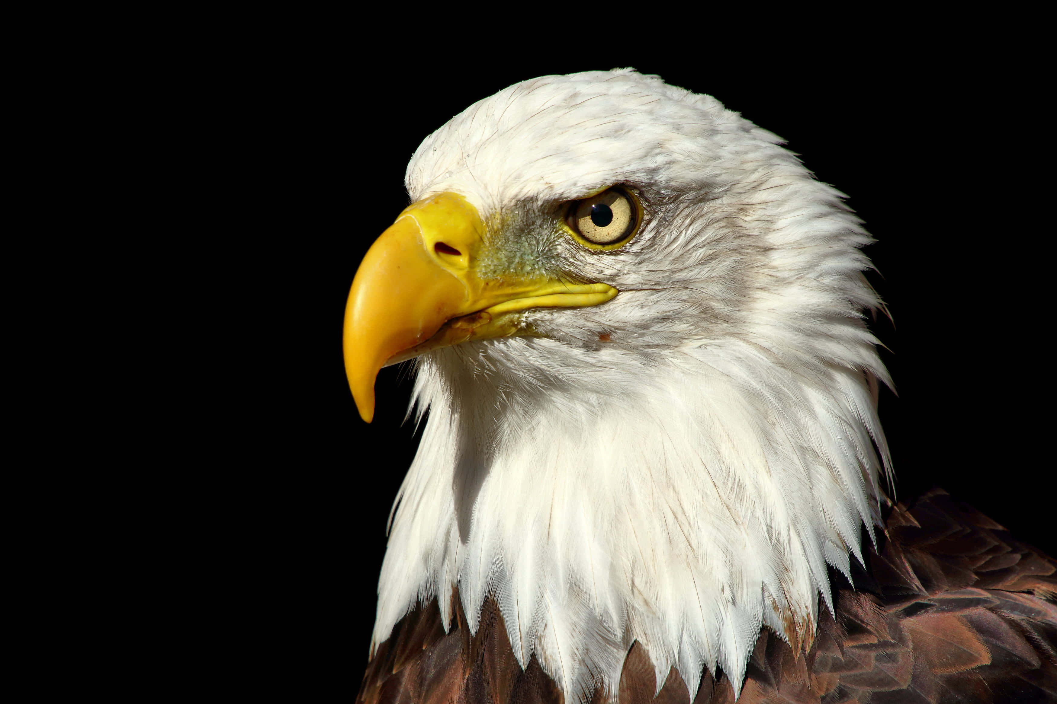 American Eagle, bald eagle, piercing yellow eyes, 2K Desktop Wallpaper