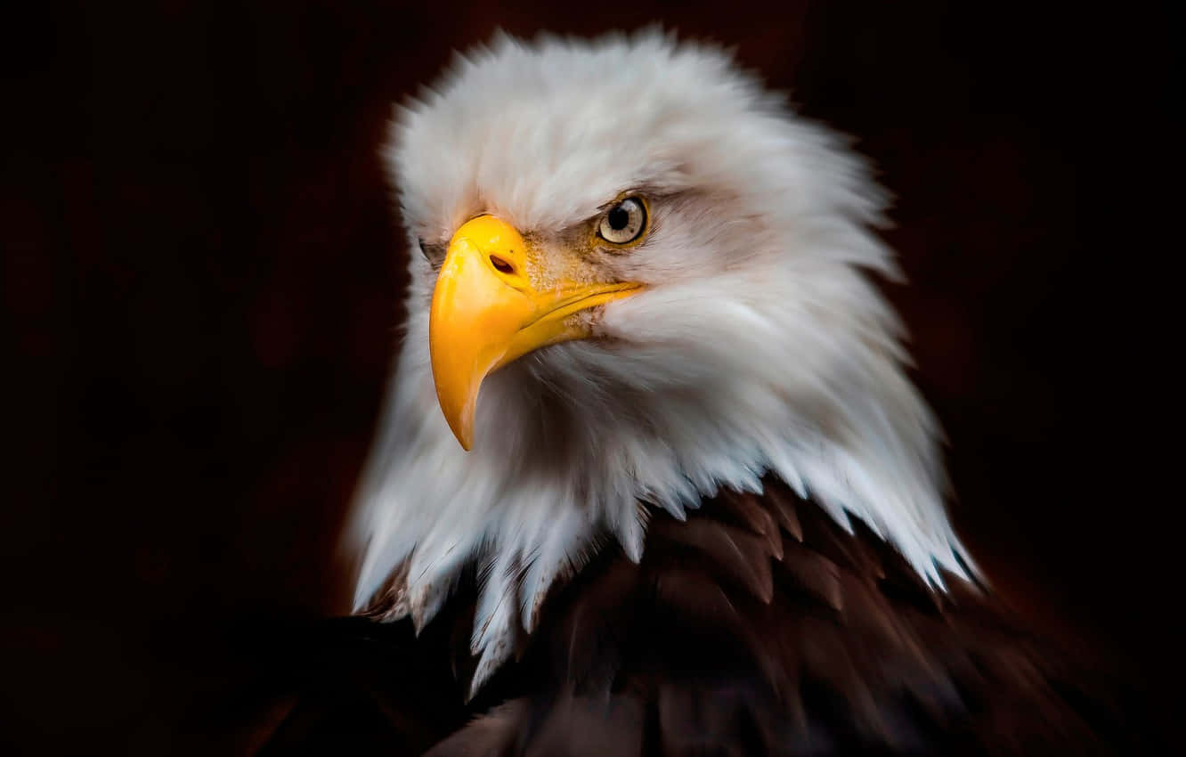 American Eagle, bald eagle, piercing yellow eyes, HD Desktop Wallpaper