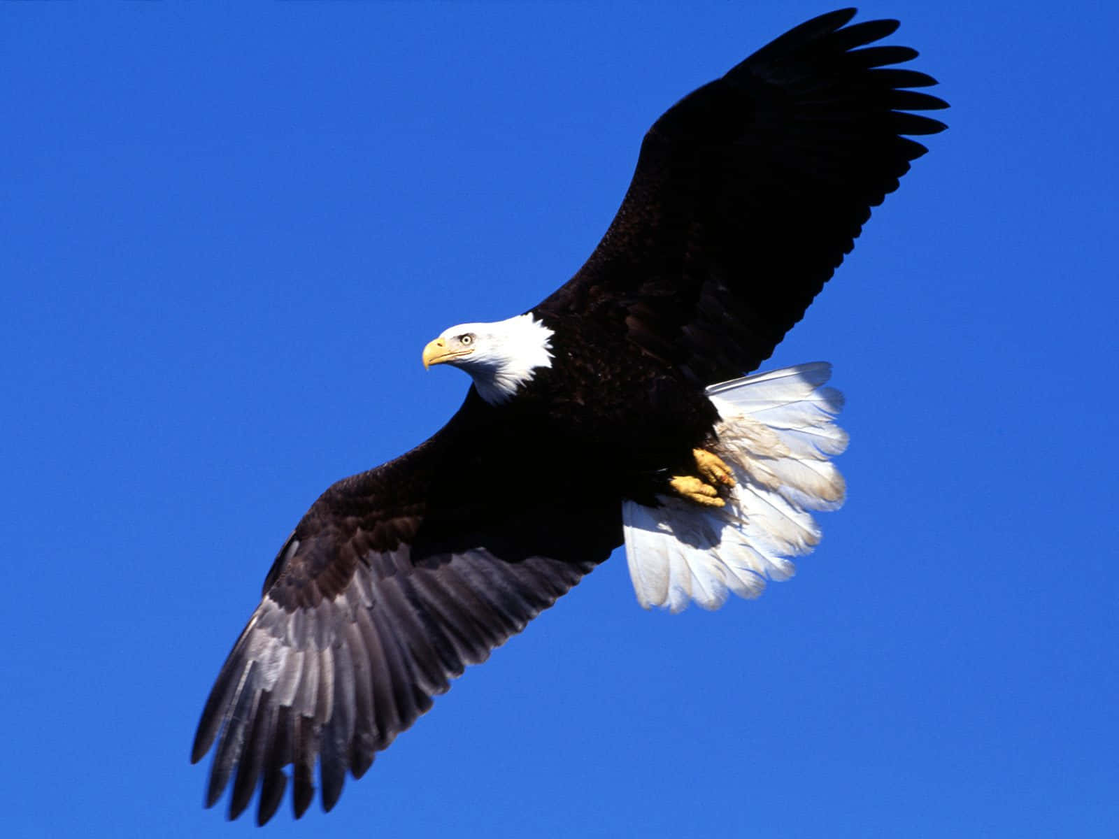 bald eagle, outstretched wings, vivid blue sky, HD Desktop Wallpaper
