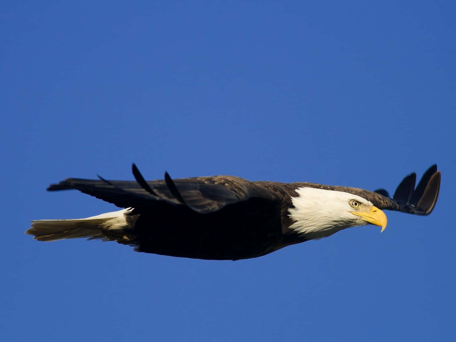 bald eagle, clear blue sky, wings fully extended, HD Desktop Wallpaper