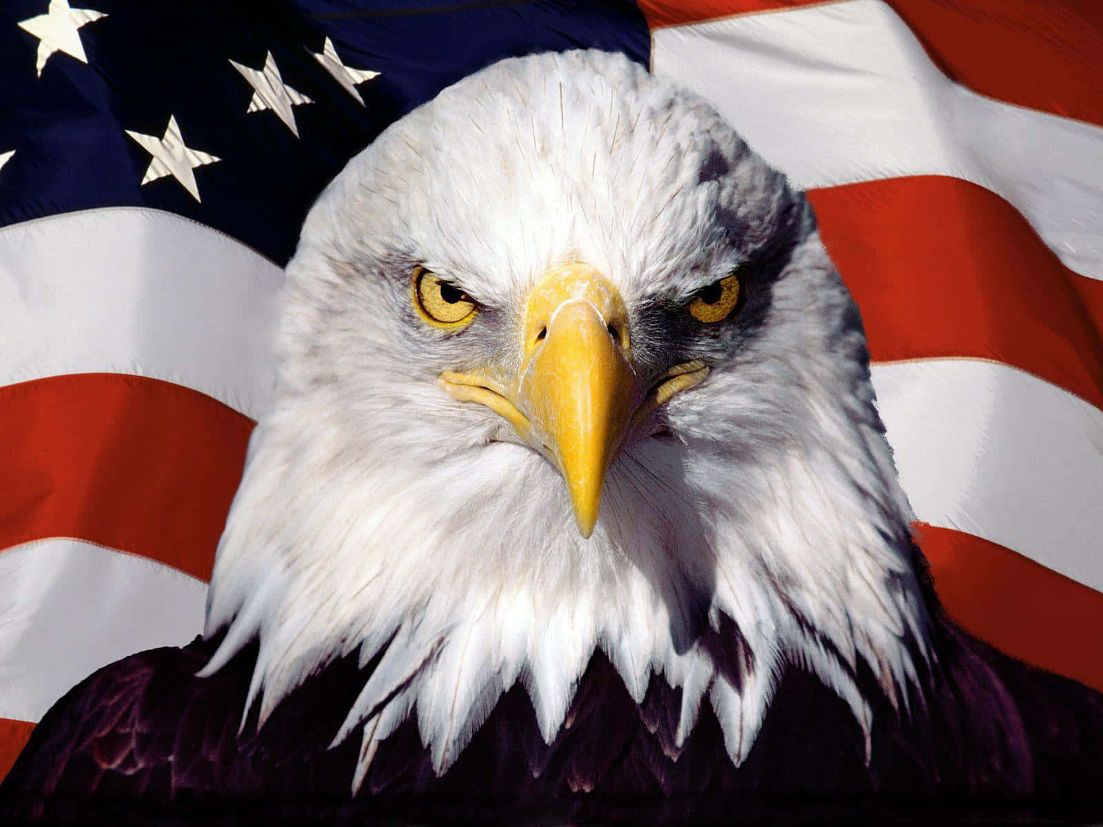American Eagle, bald eagle, piercing yellow eyes, HD Desktop Wallpaper
