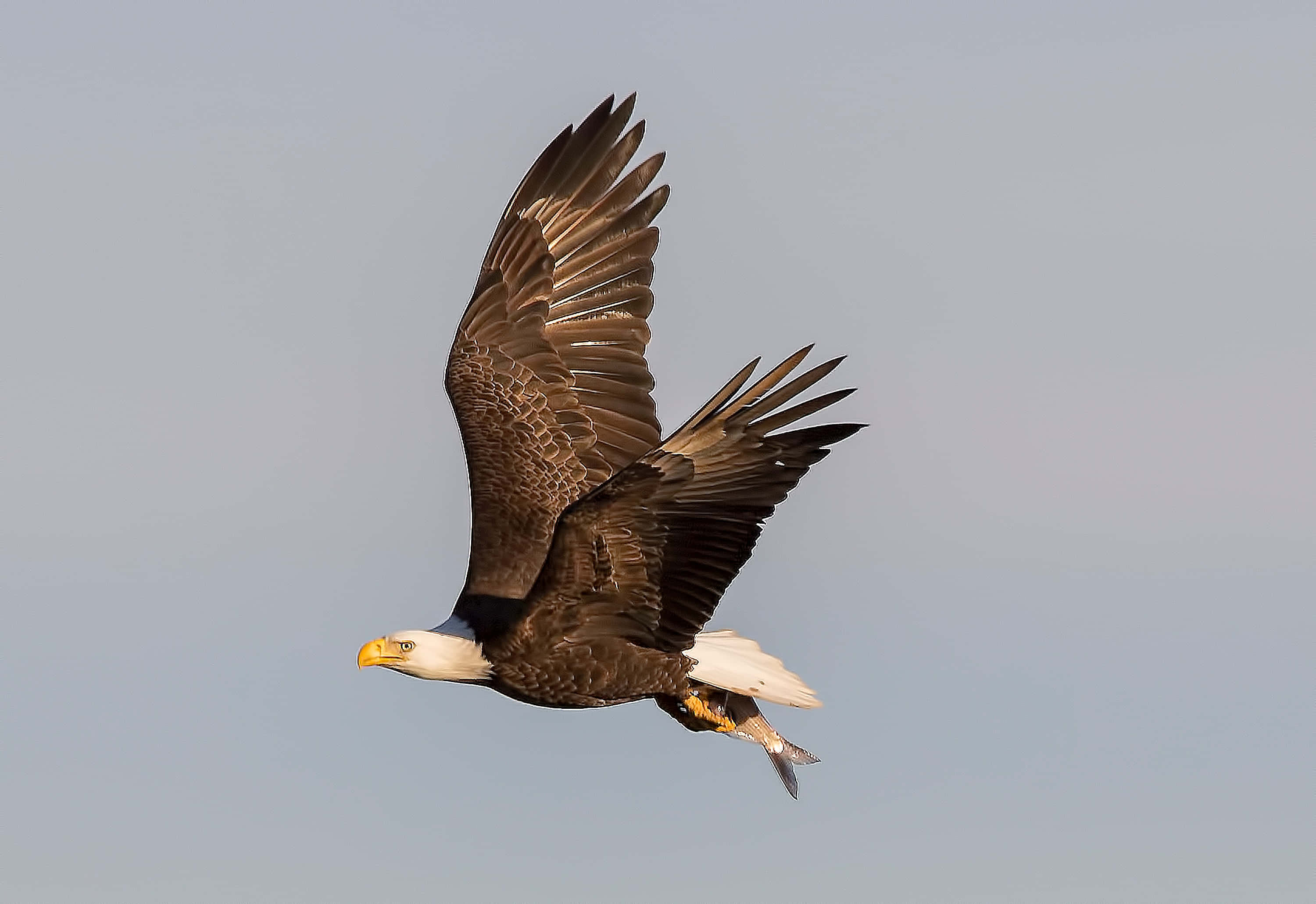 American Eagle 3000, bald eagle, fish, 2K Desktop Wallpaper
