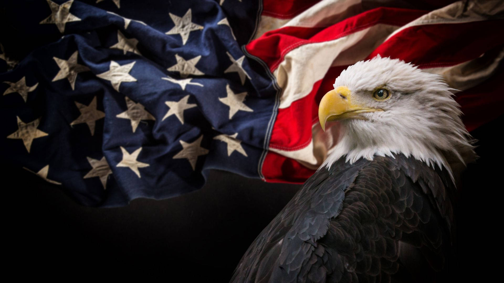 military american flag, bald eagle, piercing yellow eyes, Full HD Desktop Wallpaper