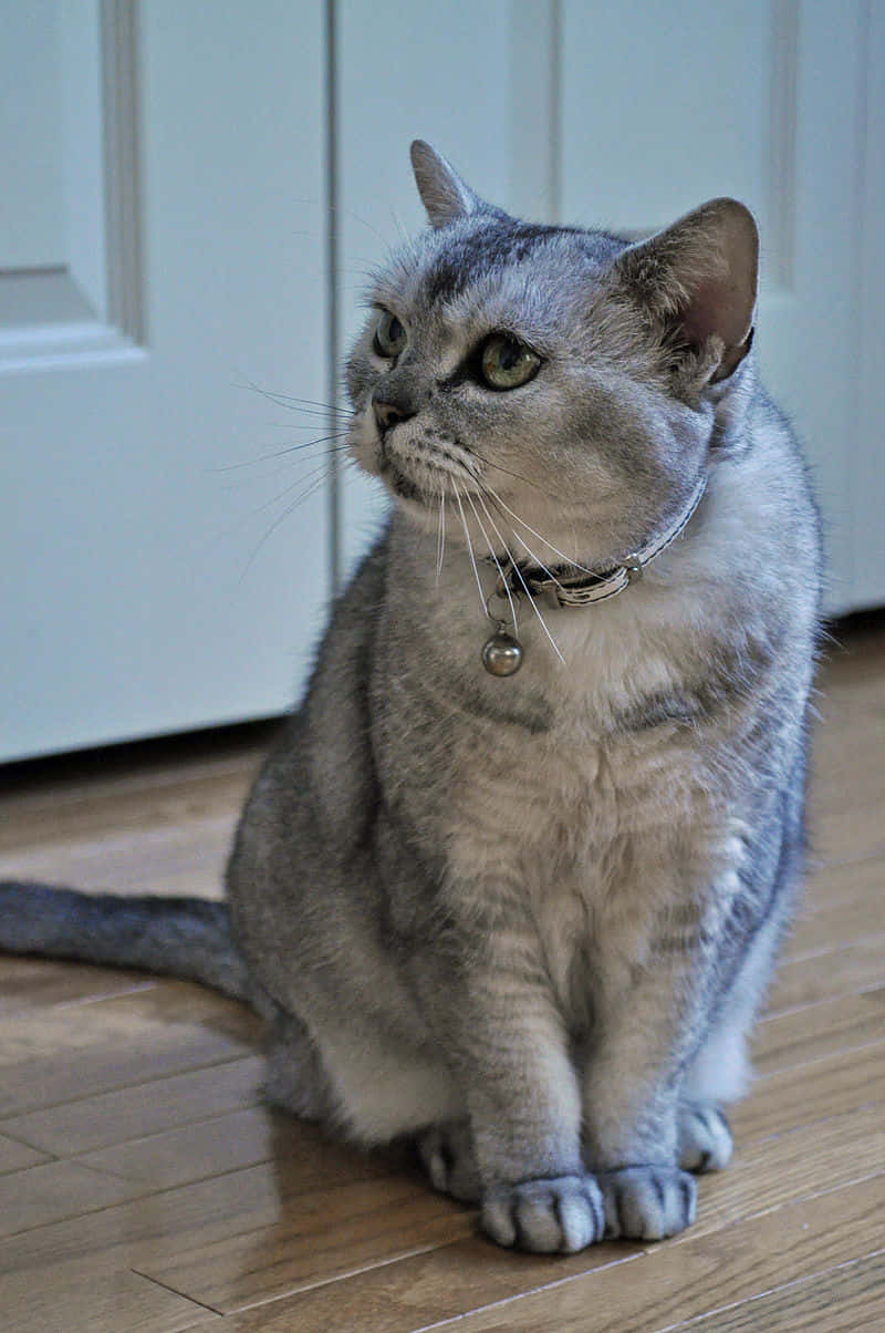 American Shorthair, silver tabby, green eyes, SD Phone Wallpaper