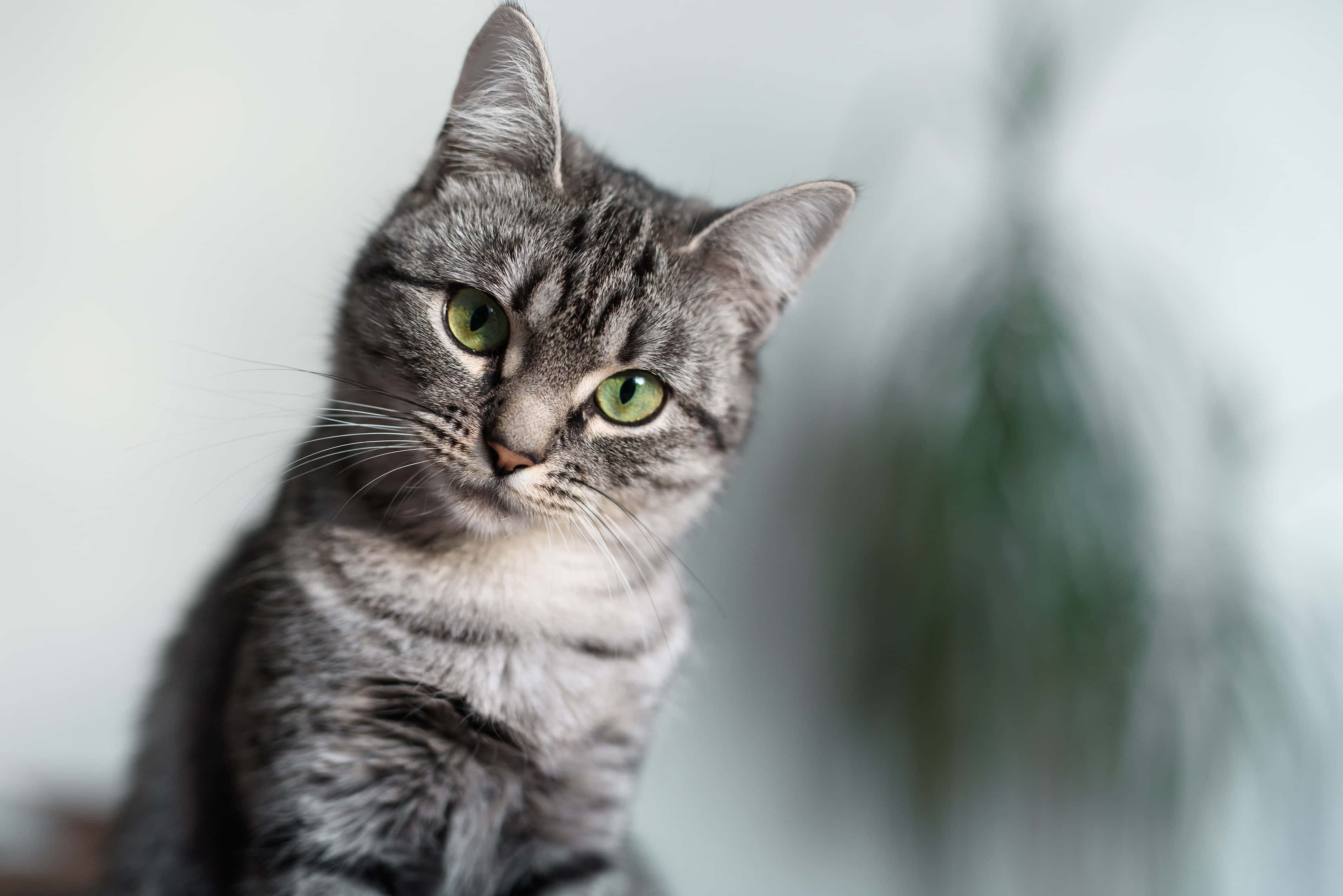 American Shorthair, gray tabby, green eyes, 2K Desktop Wallpaper