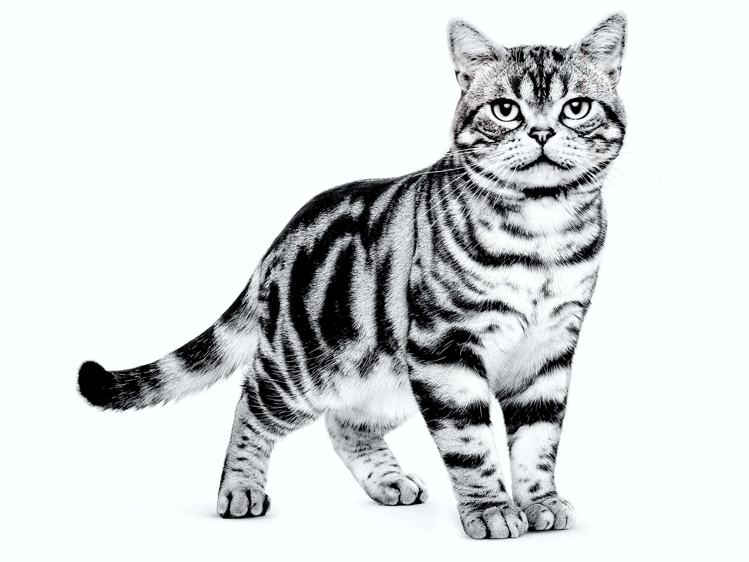 American Shorthair, black and white, pure white background, Full HD Desktop Wallpaper