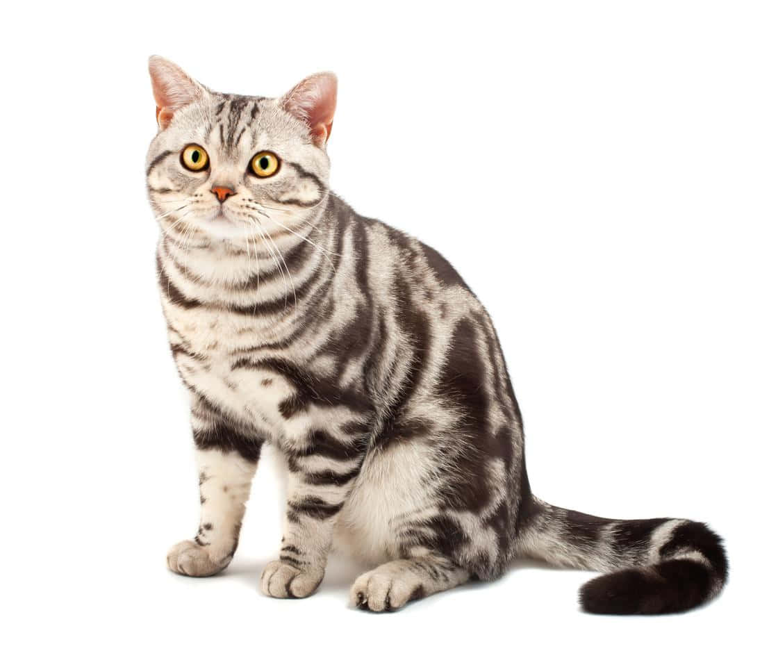 American Shorthair, silver tabby, yellow eyes, SD Desktop Wallpaper