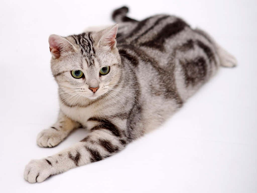 American Shorthair, silver tabby, green eyes, SD Desktop Wallpaper