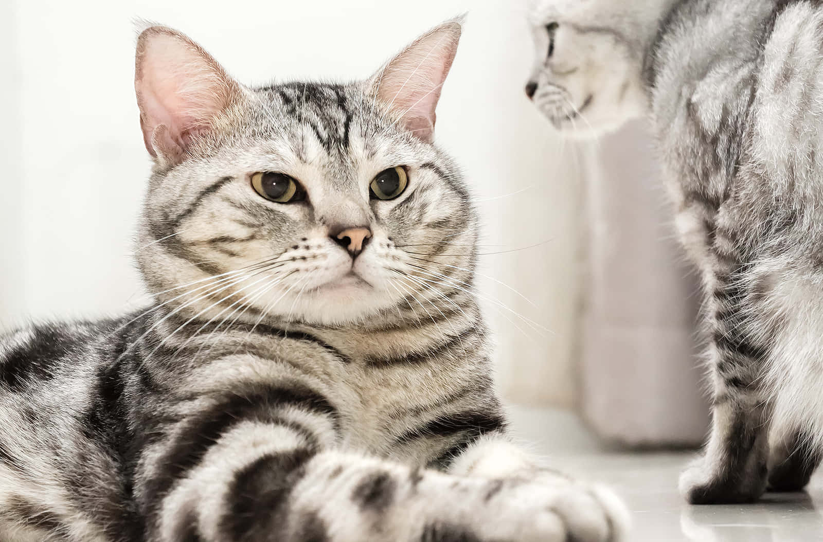 American Shorthair, silver tabby, green eyes, HD Desktop Wallpaper