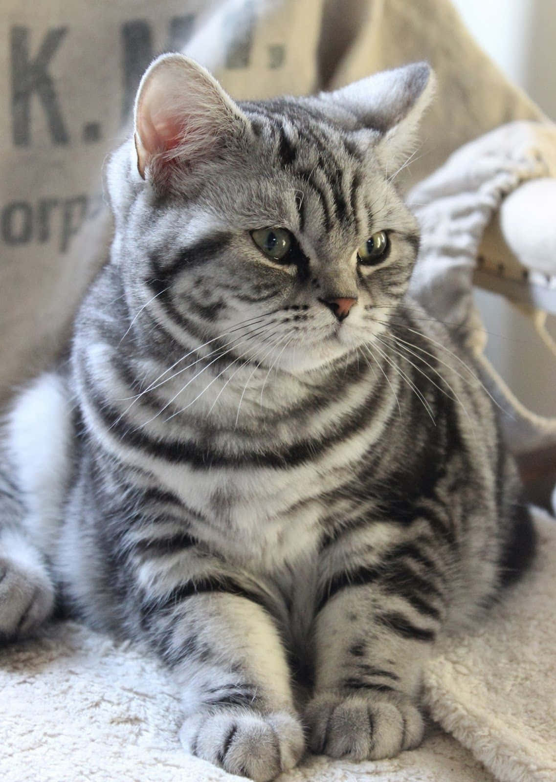 American Shorthair, silver tabby, green eyes, HD Phone Wallpaper