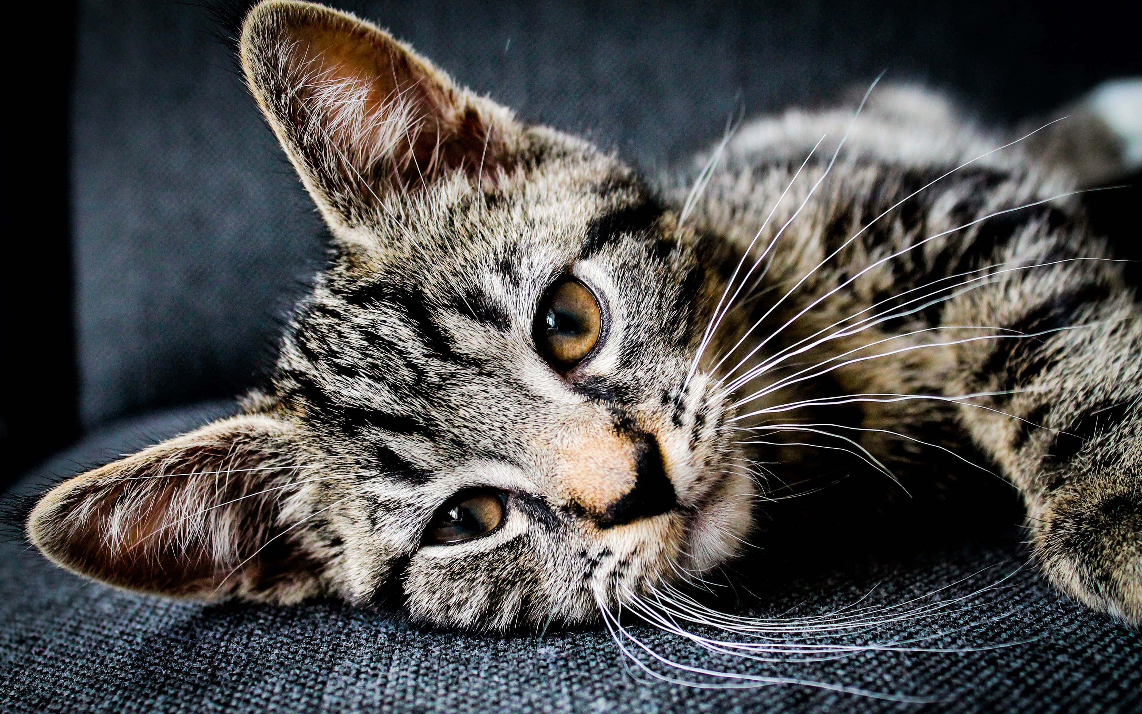 American Shorthair, tabby, amber eyes, 4K Desktop Wallpaper