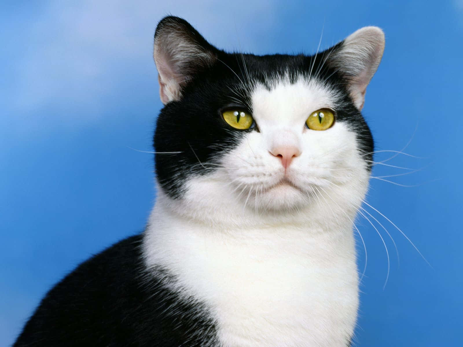 American Shorthair, black and white, yellow eyes, HD Desktop Wallpaper