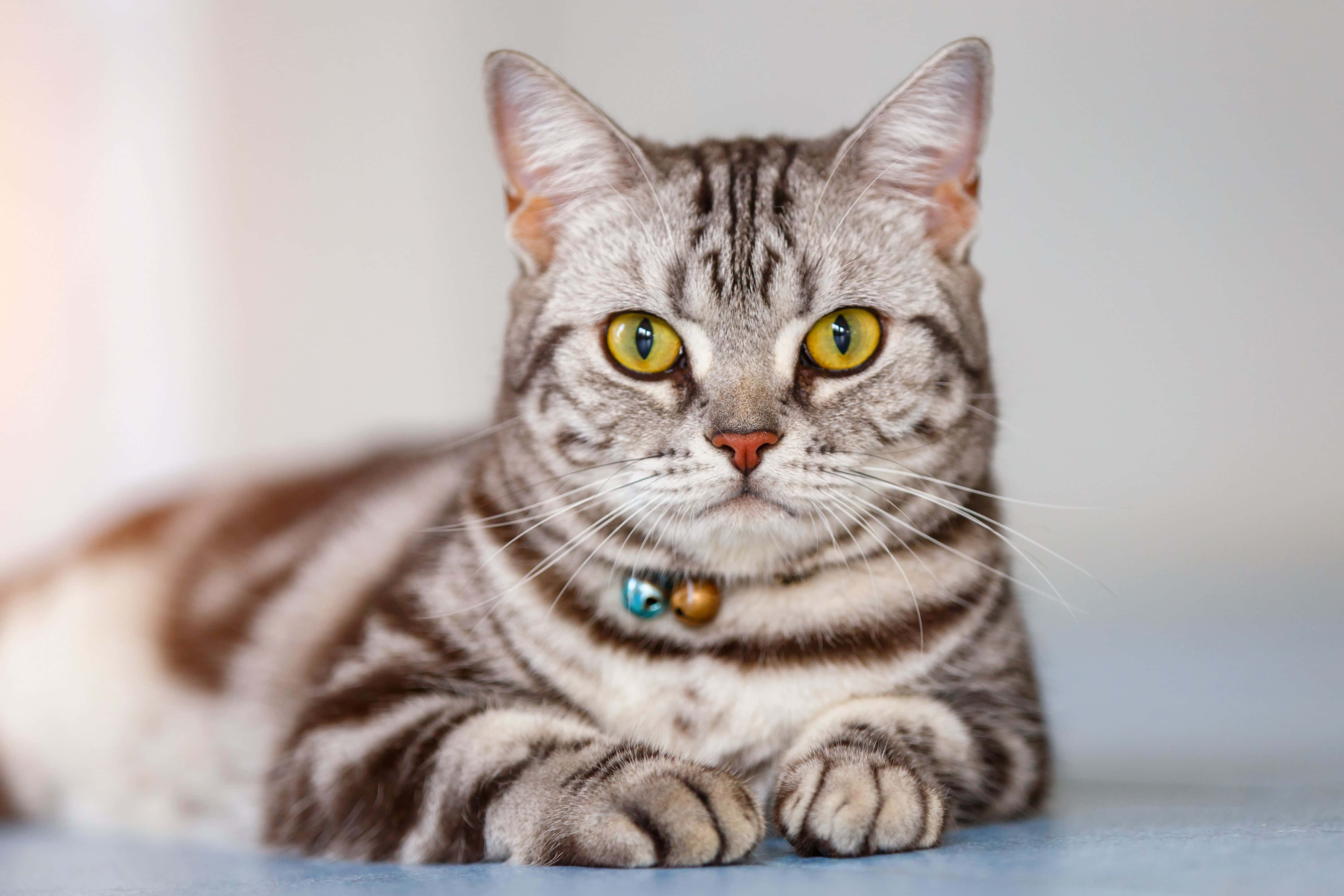 American Shorthair, tabby cat, yellow eyes, 4K Desktop Wallpaper