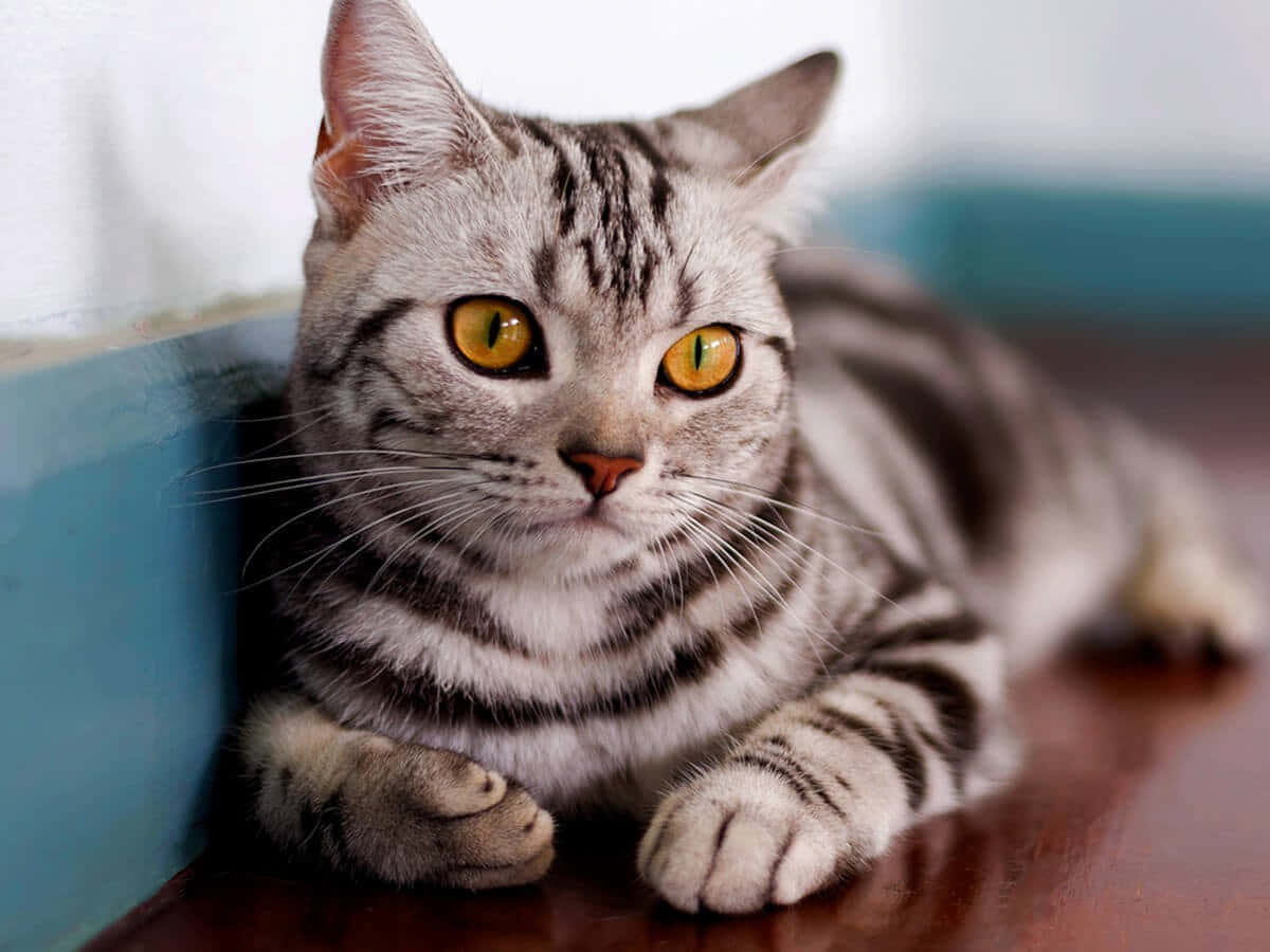 American Shorthair, silver tabby, yellow eyes, SD Desktop Wallpaper