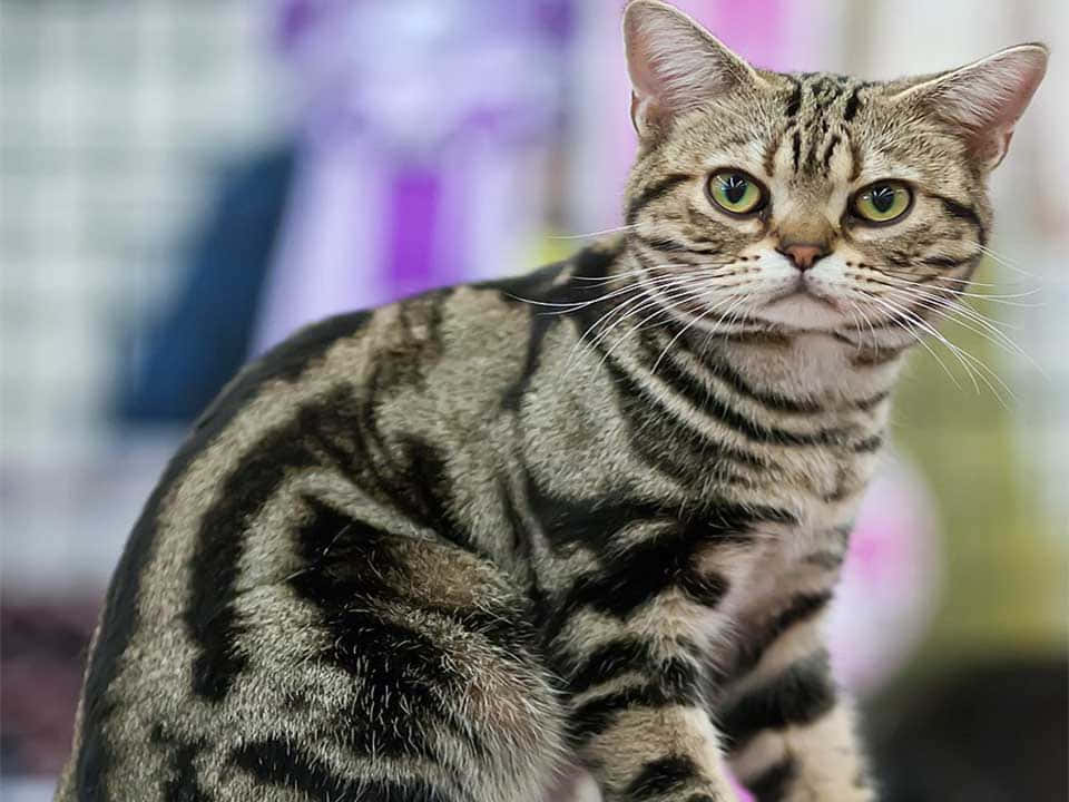 American Shorthair, tabby cat, striking green eyes, SD Desktop Wallpaper