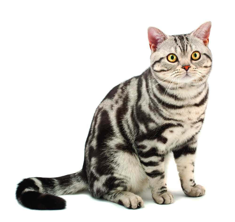 American Shorthair, silver tabby, vivid green eyes, SD Desktop Wallpaper