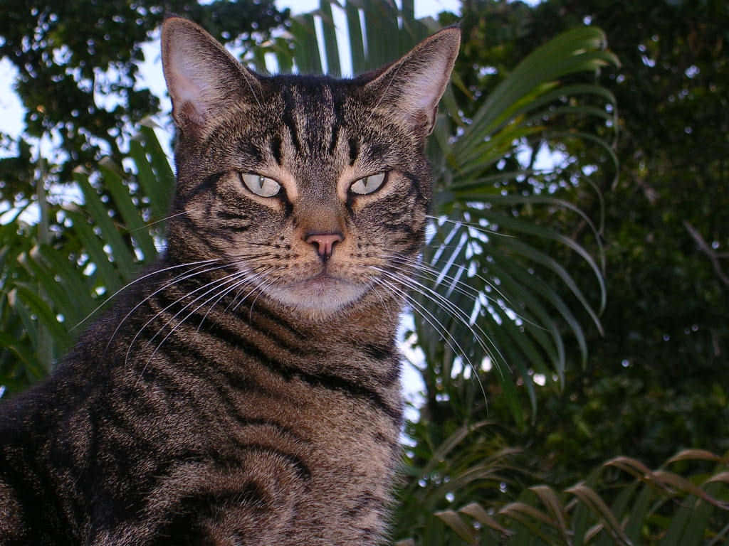 American Shorthair, tabby cat, green eyes, SD Desktop Wallpaper