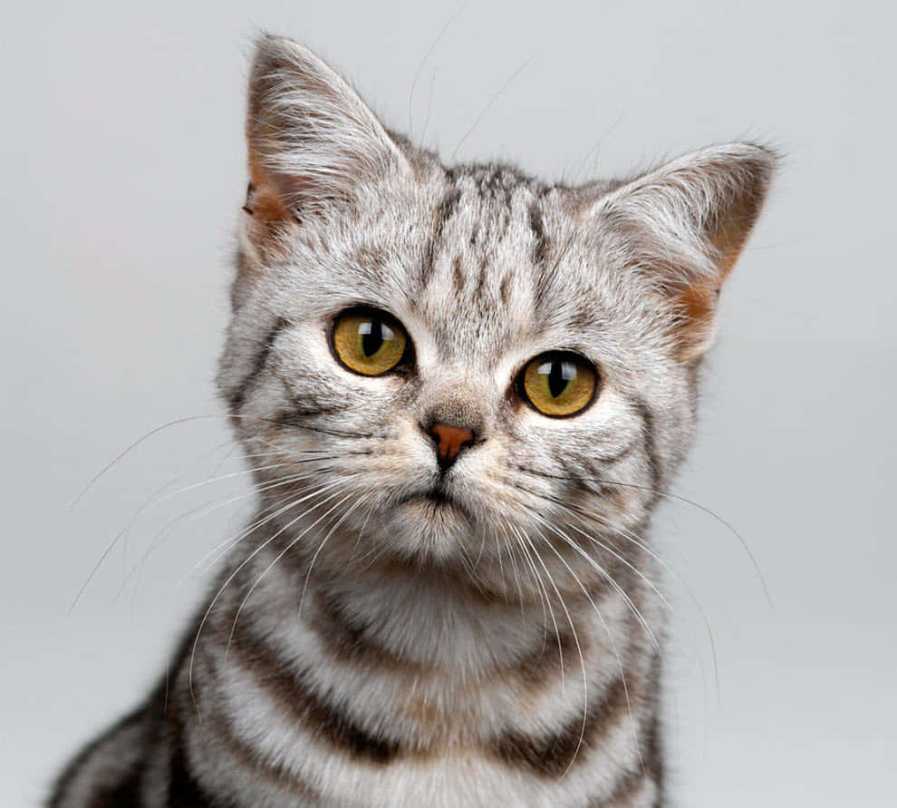 American Shorthair, silver tabby, yellow eyes, SD Desktop Wallpaper