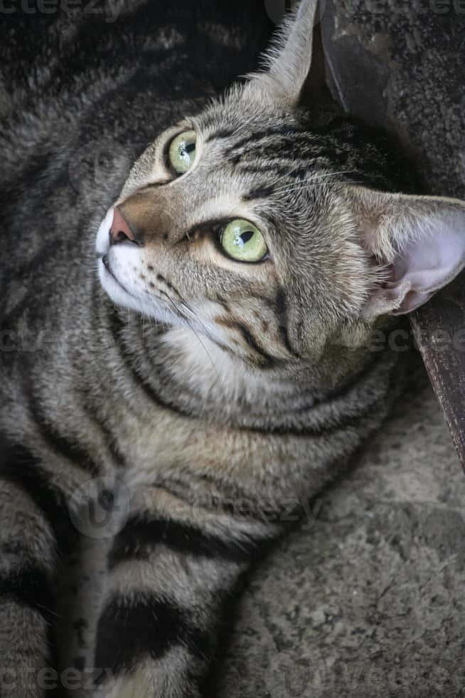 American Shorthair, tabby cat, green eyes, SD Phone Wallpaper